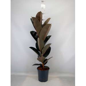 Ficus elastica 'Abidjan'
