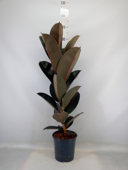 <h4>Ficus elastica 'Abidjan'</h4>