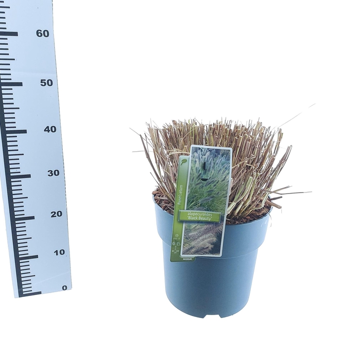 Pennisetum alopecuroides