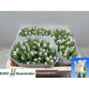 TU CO WHITE LIBERSTA