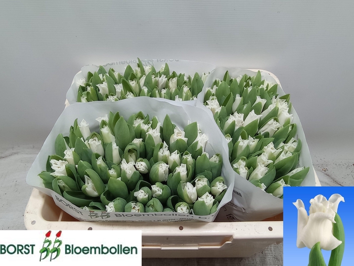 <h4>TU CO WHITE LIBERSTA</h4>