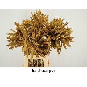 Lonchocarpus P Tak