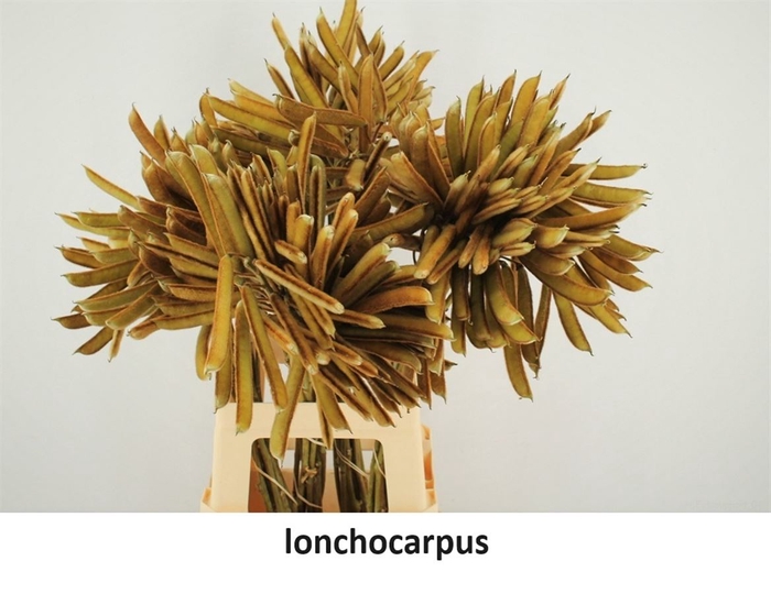 <h4>Lonchocarpus P Tak</h4>
