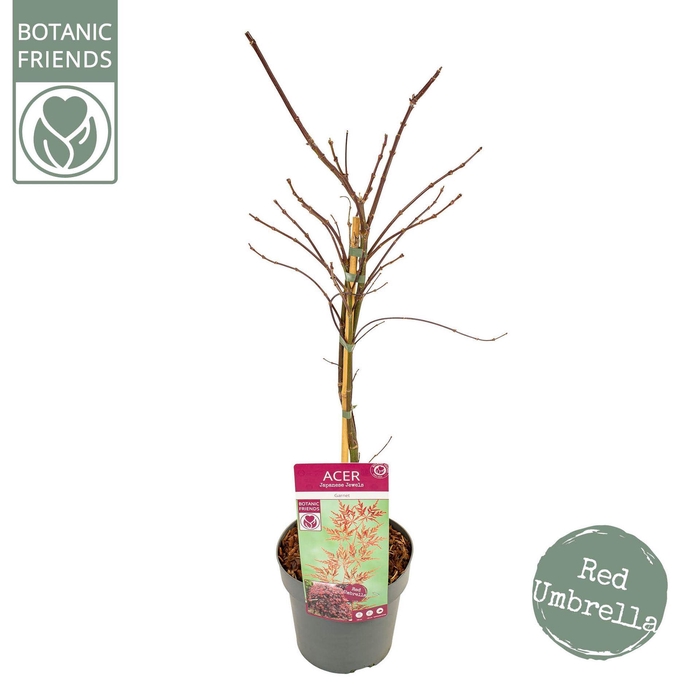 <h4>Acer palmatum Garnet</h4>