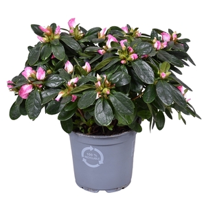 Azalea Vogel 'Hulsten' roze/wit 12cm