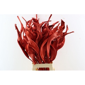 Dried Strelitziablad Red P Stem