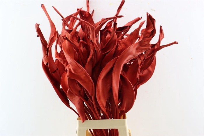 <h4>Dried Strelitziablad Red P Stem</h4>