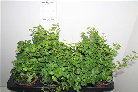 <h4>Hed He Wonder</h4>