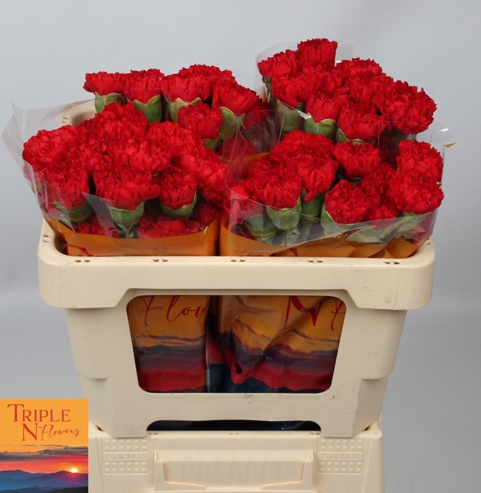 <h4>DI ST SPARTA+</h4>