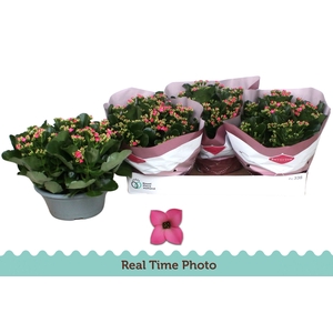 KAL EN BEL ROSA PINK