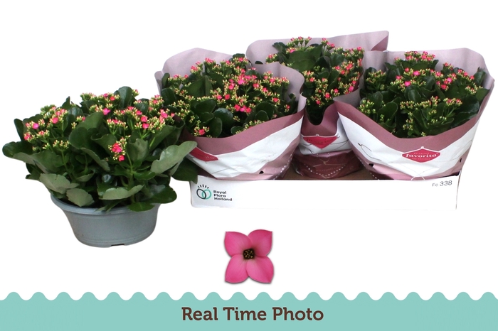 <h4>KAL EN BEL ROSA PINK</h4>