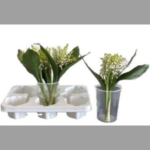 Convallaria P St