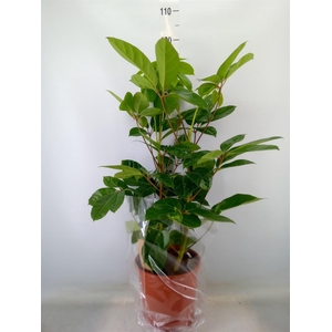 Schefflera actin. 'Amate'