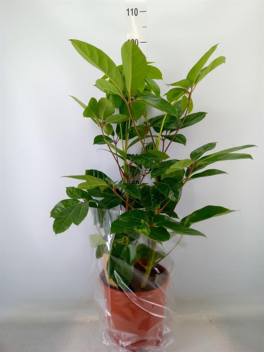 <h4>Schefflera actin. 'Amate'</h4>
