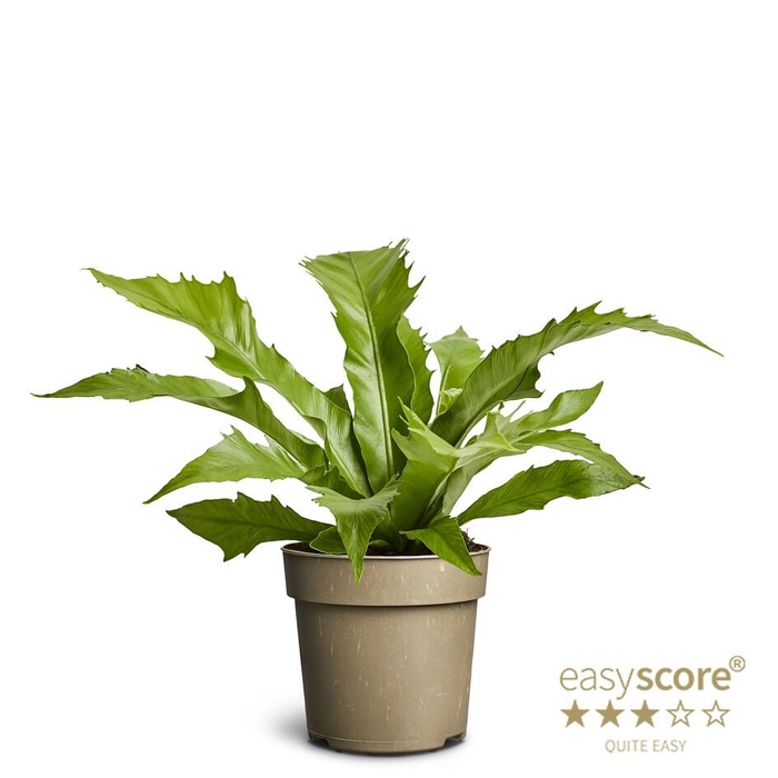 <h4>ASPLENIUM NIDUS</h4>