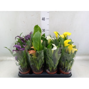 Zantedeschia   ...mix