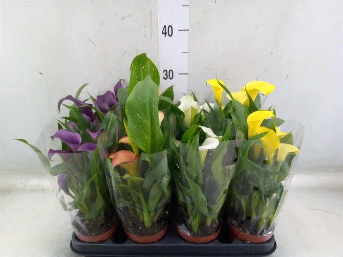 <h4>Zantedeschia   ...mix</h4>