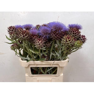 CYNARA CARDUNCULUS