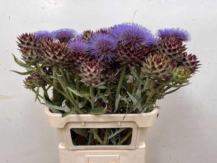 <h4>CYNARA CARDUNCULUS</h4>