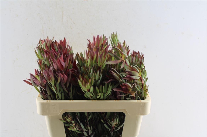 <h4>Leucad Sal Blush Ex</h4>