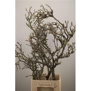 Magnolia Grandiflora