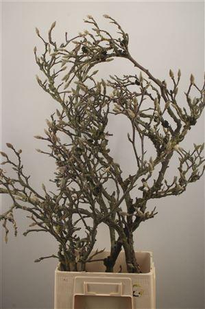 <h4>Magnolia Grandiflora</h4>