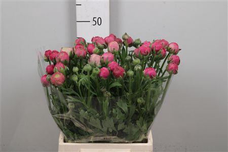 <h4>Ran Aazur Deep Rose</h4>