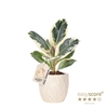 FICUS ELASTICA P12 TINEKE LEAF SAND