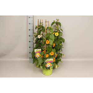 Pyramide 19cm Thunbergia diverse kleuren