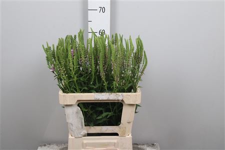 <h4>Physo Virginiana Ov</h4>