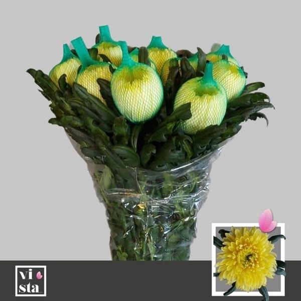 <h4>CHR G MAGNUM YELL</h4>