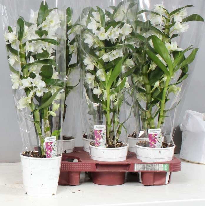 <h4>Dendrobium nobile Cultivars</h4>