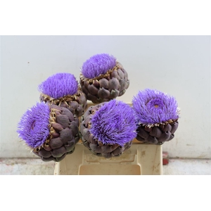 Cynara Paars Bloei 40cm