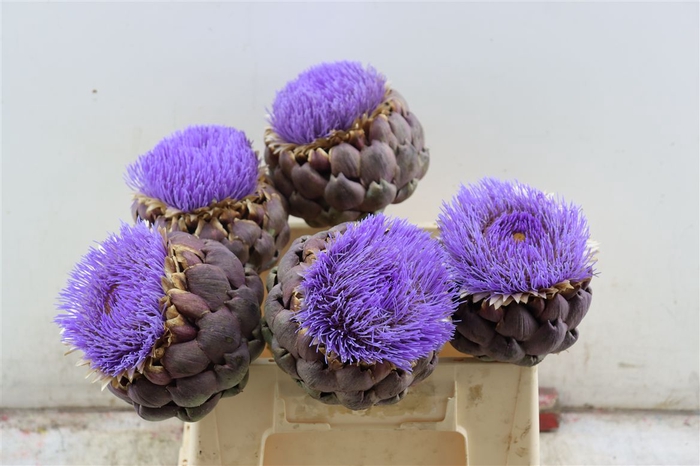 <h4>Cynara Paars Bloei 40cm</h4>