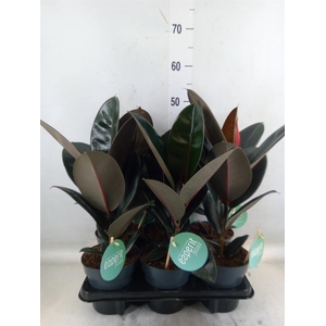 Ficus elastica 'Abidjan'