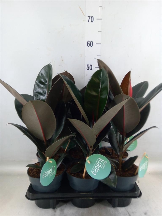 <h4>Ficus elastica 'Abidjan'</h4>