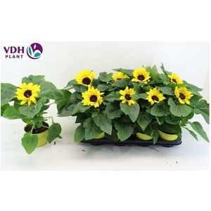 HELI SUNRAY YELLOW