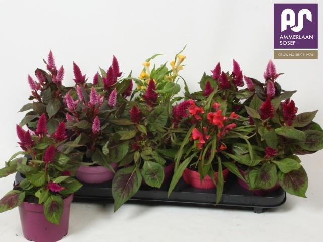 <h4>CEL ARGENTEA GEM</h4>