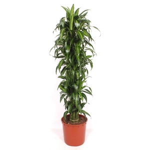 Dracaena Hawaiian Sunshine