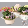 Arr Tuinplanten Hydr