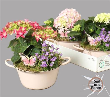 Arr Tuinplanten Hydr