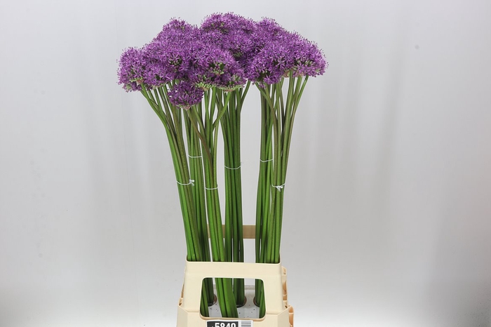<h4>Allium Gladiator</h4>