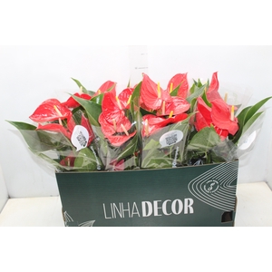 ANTHURIUM P15 VERMELHO