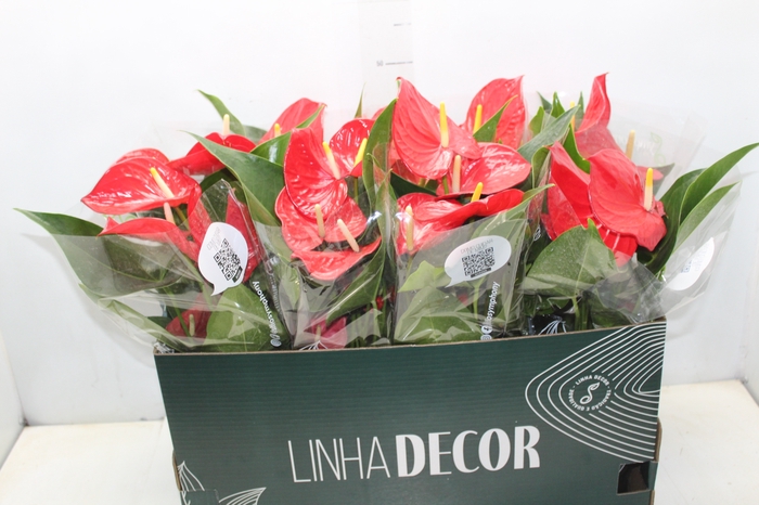 <h4>ANTHURIUM P15 VERMELHO</h4>