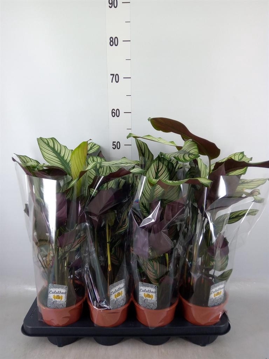 <h4>Calathea majestica 'Whitestar'</h4>