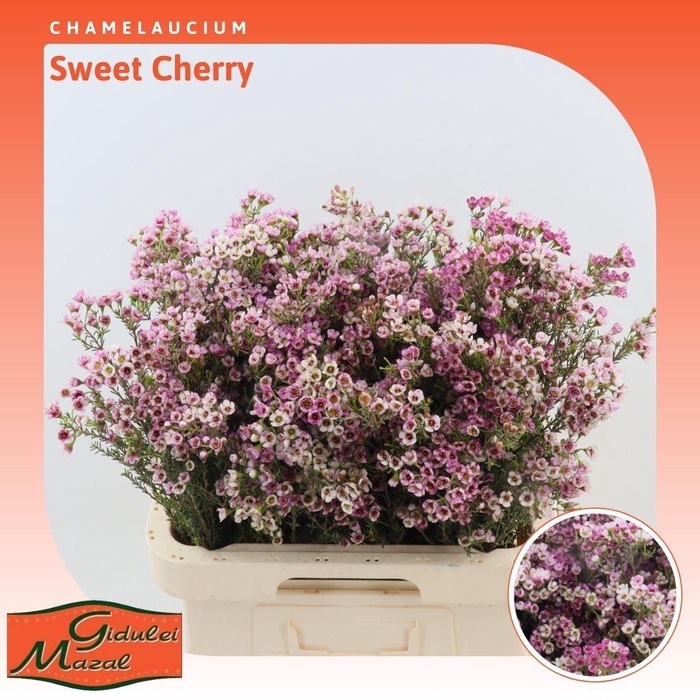 <h4>Chamelaucium Sweet Cherry</h4>