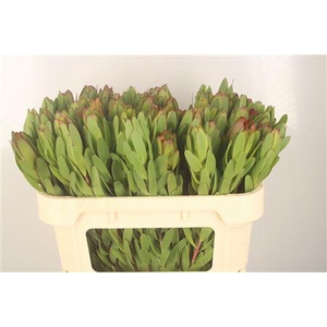 Leucad Saf Goldstrik