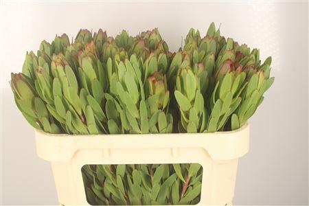 <h4>Leucad Saf Goldstrik</h4>