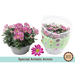Chrysant Artist Armin