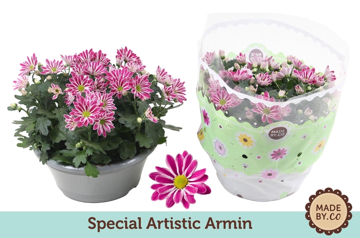 <h4>Chrysant Artist Armin</h4>